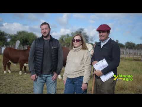 ⏺️🐂Presentaron en Quilino el remate de Cabaña Los Socavones►Johnny Gutierrez, dirección genética