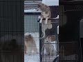 Wolfdog Escapes Kennel To Mate Female Dog In Kennel Next Door