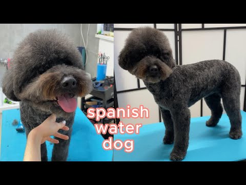 スパニッシュ・ウォーター・ドッグ