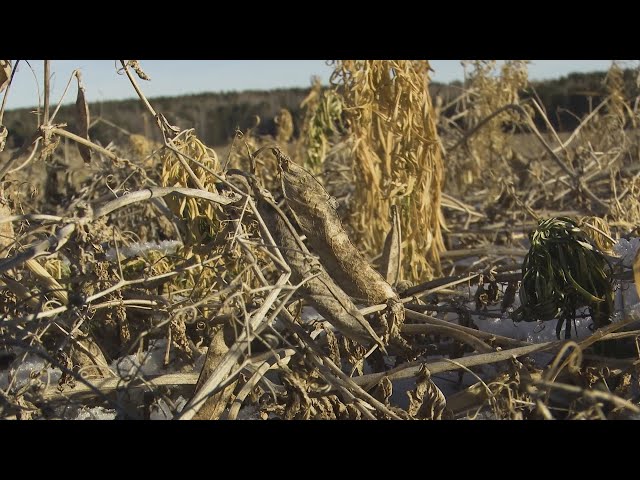 Меры поддержки разработают для аграриев из Иркутской области