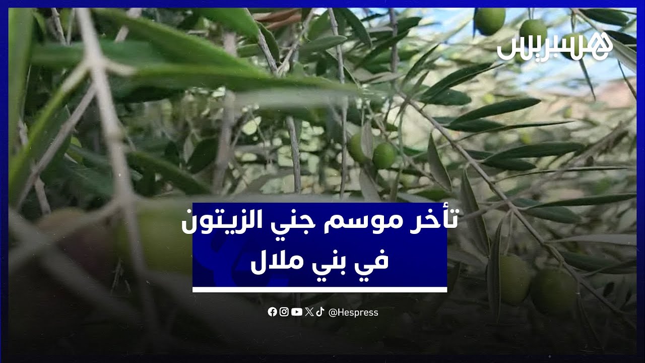 رغم توقعات وفرة الغلة.. تأخر الأمطار يتسبب في تعثر موسم جني الزيتون في منطقة بني ملال thumbnail