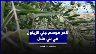 رغم توقعات وفرة الغلة.. تأخر الأمطار يتسبب في تعثر موسم جني الزيتون في منطقة بني ملال thumbnail