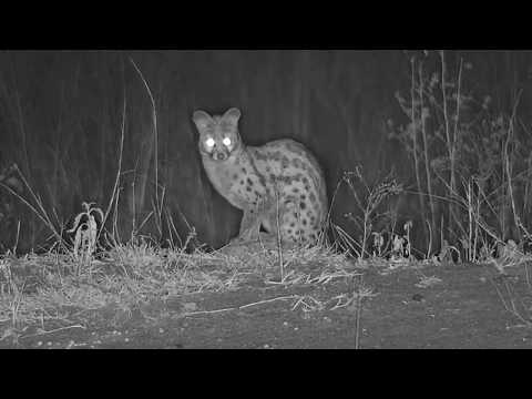 Djuma: Large Spotted Genet out hunting - 23:37 - 05/12/19