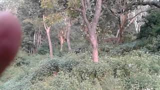 preview picture of video 'BR hills, k gudi wilderness camp'