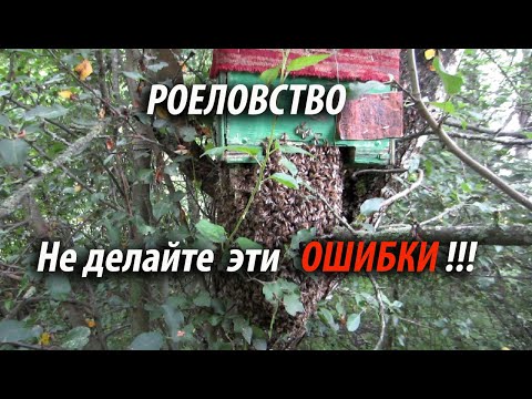 Пчеловодство. Роеловство. Не повторяйте ошибки бывалого роелова. СОВЕТЫ .#Ловля_роёв #Пчелы #Shorts