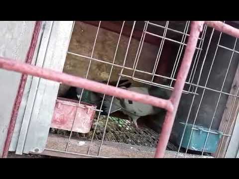 La #1 de este pichón zeniso 