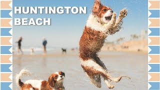 Huntington Dog Beach Review | Dog Friendly Southern California