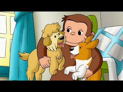 Cocos Hundeheim! | Coco der Neugierige | Cartoons für Kinder