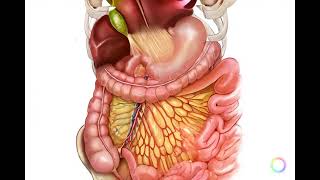 Inside Your Body: 3D Animated Organs