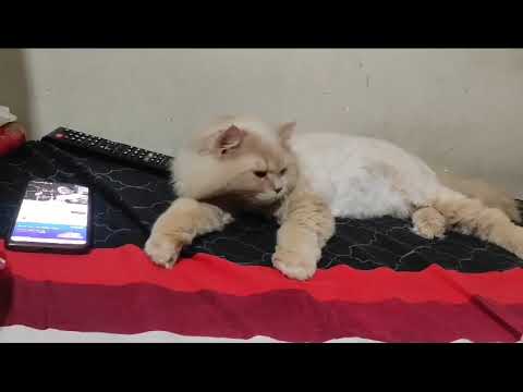 Zaki is listening Ghulam Ali Sahab Gazal