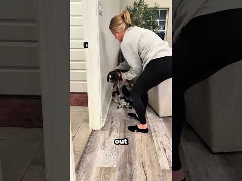 This Sofa Had a Secret Nobody Knew About 🥺🐕