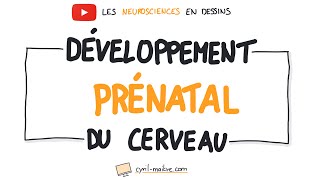 Vignette de [VIDÉO] DÉVELOPPEMENT PRÉNATAL DU CERVEAU - Les neurosciences en dessins