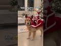 Santa Dog | Pet Accessories #christmas #santadog #petaccessories #christmasfinds
