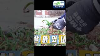 무멀칭 마늘재배 과연 그 현황은!!! 수분 관리가 잡초 관리가 필수인 새…