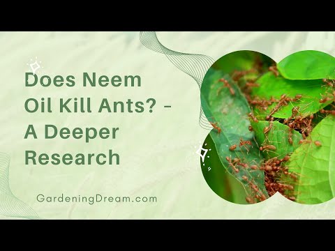 Does Neem Oil Kill Ants? – A Deeper Research