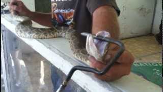 preview picture of video 'Rattlesnake Round-Up highlights Taylor Tx 2012'