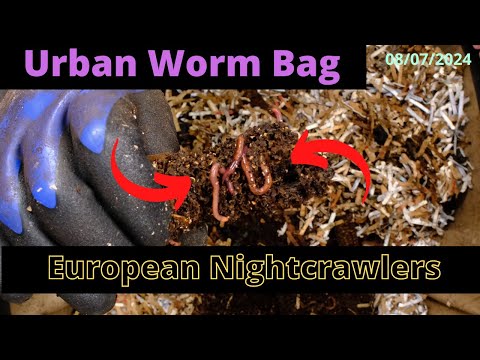 Urban Worm Bag V2 with ENCs - Worms Getting Bigger 08/7/2024