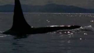 michael jackson will you be there (free willy)