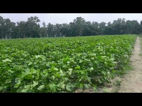 তুলার পোকা দমন