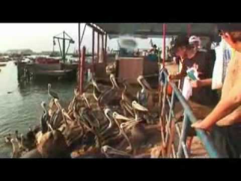 662 No Sensitivity Bodyboarding DVD 009 - Mitch Rawlins