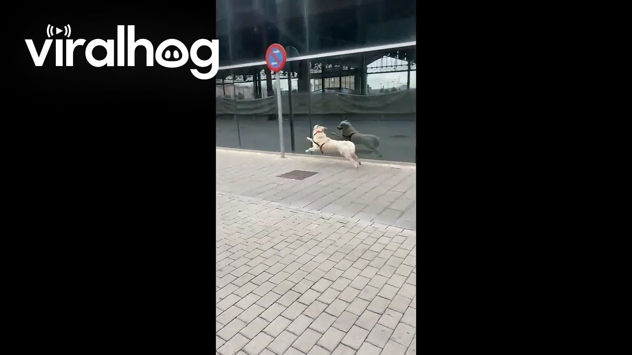 Happy Dog Finds a Playmate in Its Reflection || ViralHog