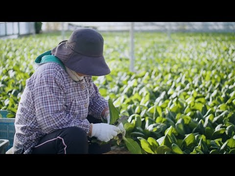 チンゲンサイ 植物
