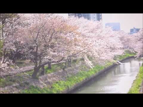 Keep Turning Back - Promo music video - cherry blossoms in Japan