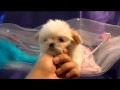 Tiny Shih Tzu Puppy For Sale ~ MS PUPPY ...