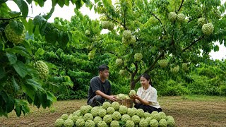They harvested giant sugar apples... and then revamped their vegetable garden.