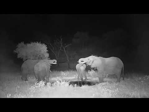 Djuma: Elephant group of four drink at the pan - 21:50 - 03/06/2022