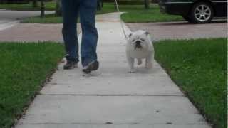 GCH CHEROKEE ORIGIN SNOW LION