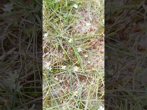 Knotiges Mastkraut: Heimische Rarität für Feuchtzonen im Naturgarten