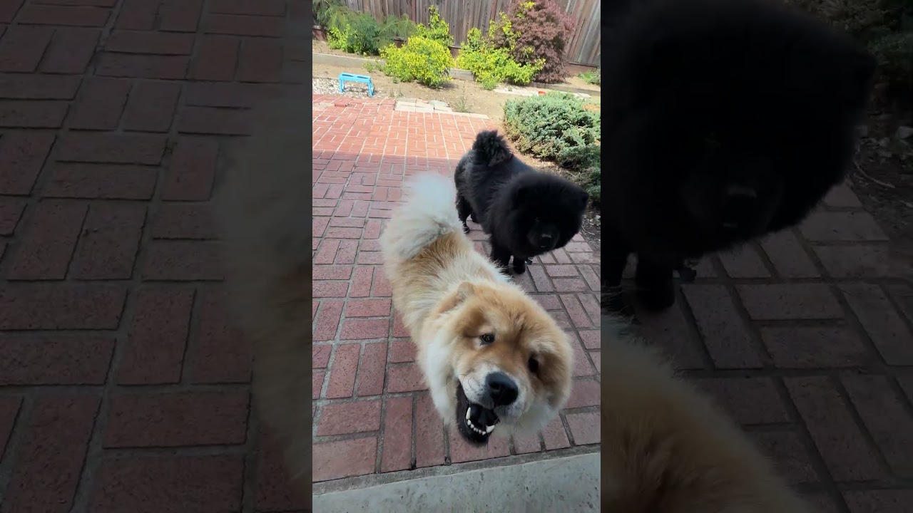 Enlarge Sprite, a ADOPTABLE Chow Chow in Sacramento, CA video 4/6
