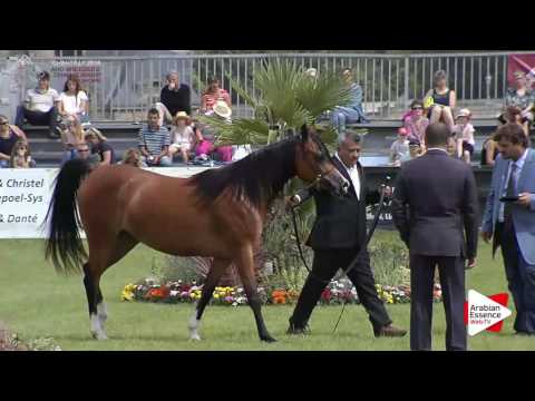 Chantilly 2016 ABCE - CLASS 4