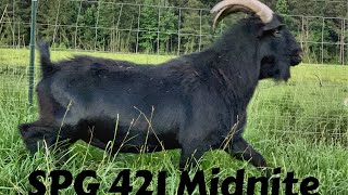 Huge Kiko Buck! Video’s Don’t Do Justice!