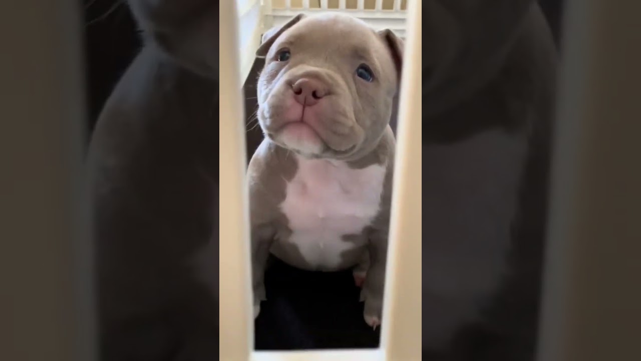 She’s available for adoption