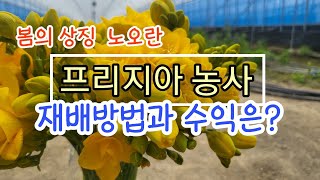 [프리지아재배] 프리지아 재배방법과 수익성까지