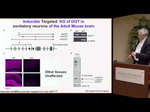 Protein Function by a Sugar - YouTube