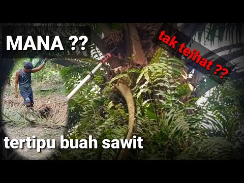 TERTIPU !!!Dikira sudah masak teryata buah besar masih mentah |panen sawit