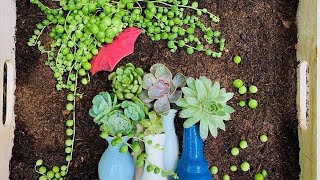 145 Amazing Ideas On How To Plant And Display Succulents @Chopstick and Succulents