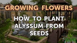 How to Plant Alyssum From Seeds