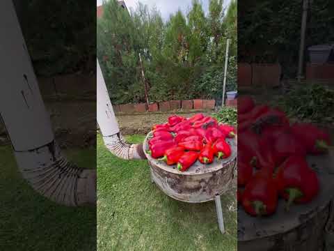 Ajvar 2025 ❤️❤️❤️