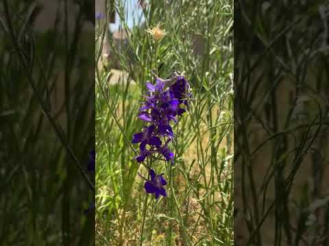 ホロー ラークスパー 植物