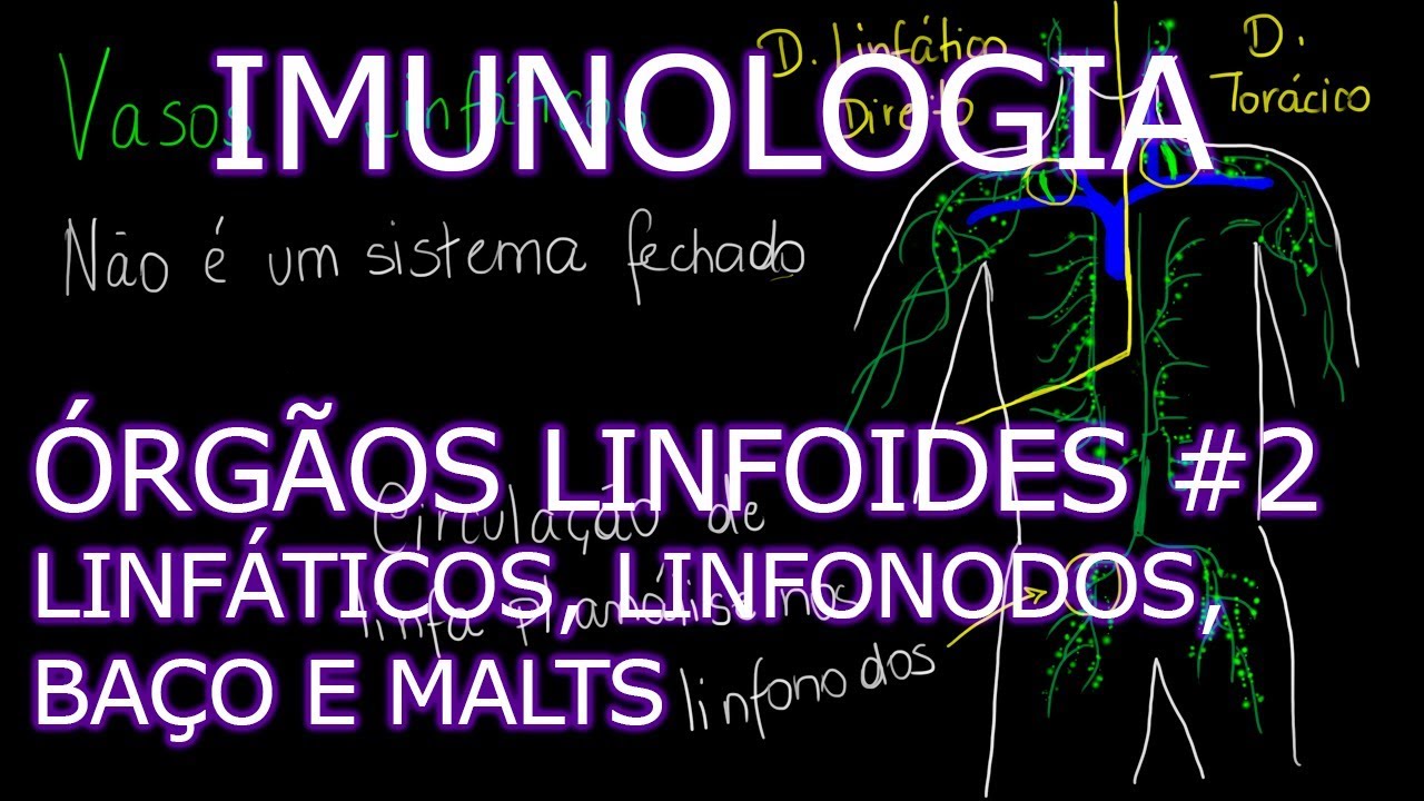 Aula: Imunologia - Órgãos Linfoides - Vasos Linfáticos, Linfonodos, Baço e MALTs | Imunologia #5