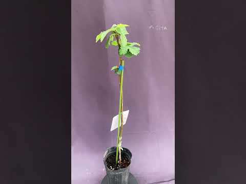 園芸 忍び寄るイチジク、ドワーフイチジク、忍び寄るイチジク