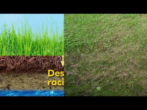 1, 2, 4, 6 ou 12 boîtes de graines de gazon express traditionnel résistant au froid et à la chaleur - Image 6