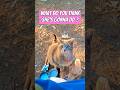 1 Jumper Upper Beautiful Gray Tabby Cat Shorts