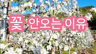 꽃이 안오는 이유