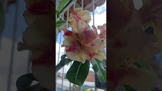 gratidão meu Deus aleluia