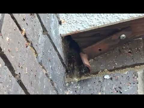 Small Hole in Foundation Filled with Yellow Jackets in Carteret, NJ